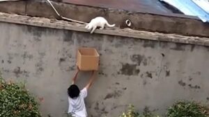 Gattino salvato da un bambino con una scatola di cartone (VIDEO)