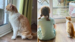 Il gattino Alfie ritorna a casa dopo dodici anni di assenza