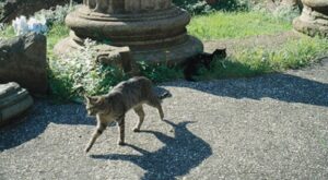 Il gattino Chico è stato il gatto di Papa Ratzinger