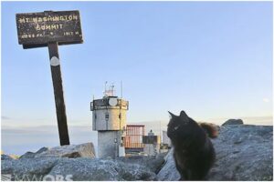 Il gattino Marty il custode delle vette è morto in modo inaspettato