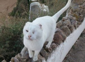 Il gattino Mr No Ears è scomparso dalla colonia in cui viveva: scatta la denuncia