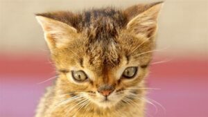 Il gattino Otto è stato il primo gatto in Turchia a soffrire della sindrome di Down