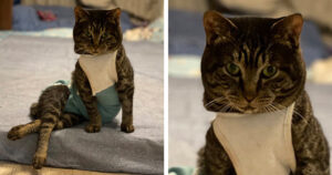 Il gattino Puusuke-kun è un gatto fortunato nonostante la sua disabilità