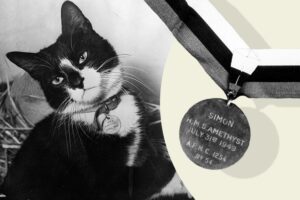 Il gattino Simon ha ricevuto gli onori che gli spettavano dopo oltre mezzo secolo (VIDEO)