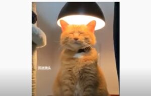 Un gattino ama tanto il calore che emana la lampada di casa (VIDEO)