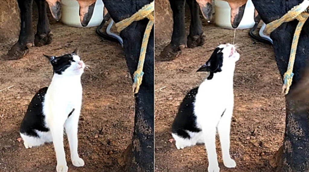 gattino beve latte dalla mucca