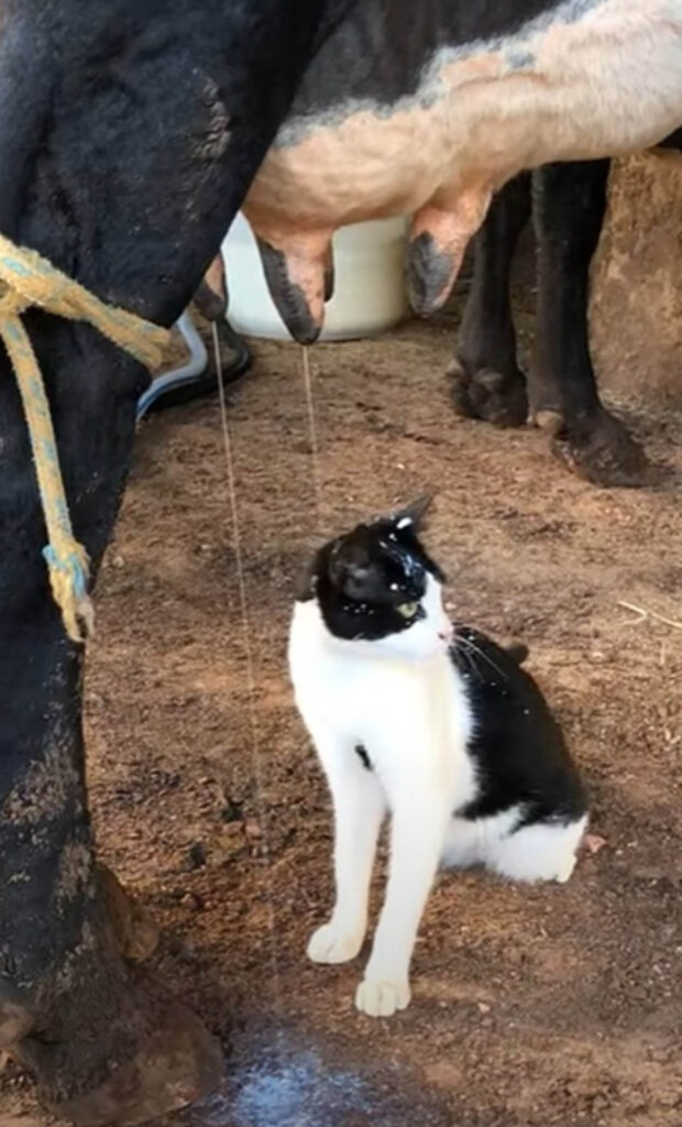 gattino beve latte dalla mucca