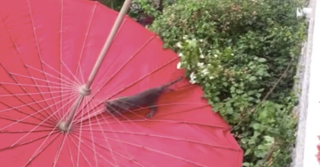 gatto dentro un ombrello
