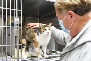 Il gattino calico Patches ha rivisto i suoi padroni dopo tre anni