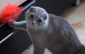 Un gattino cerca di rubare dei dolcetti, ma viene colto in flagrante (VIDEO)