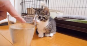 Il gattino Coco conosce l’acqua gassata per la prima volta (VIDEO)