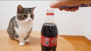 Il gattino Coco sfida Mentos e Coca-Cola per la prima volta (VIDEO)