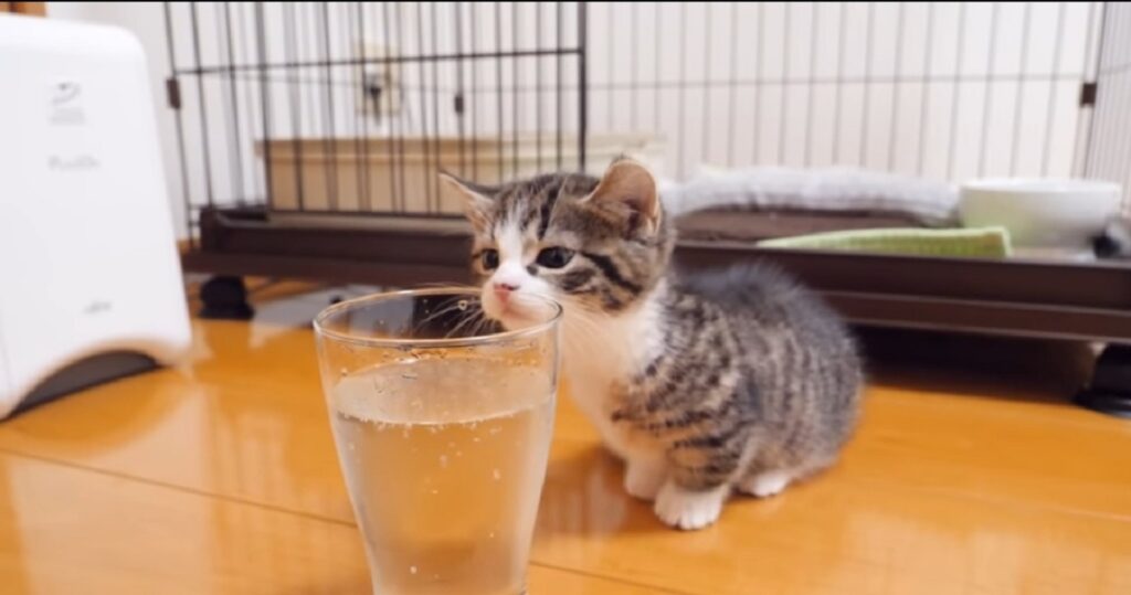 gattino coco scopre l'acqua gassata per la prima volta