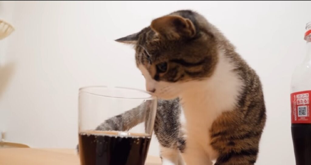 gattino coco sfida mentos e coca cola