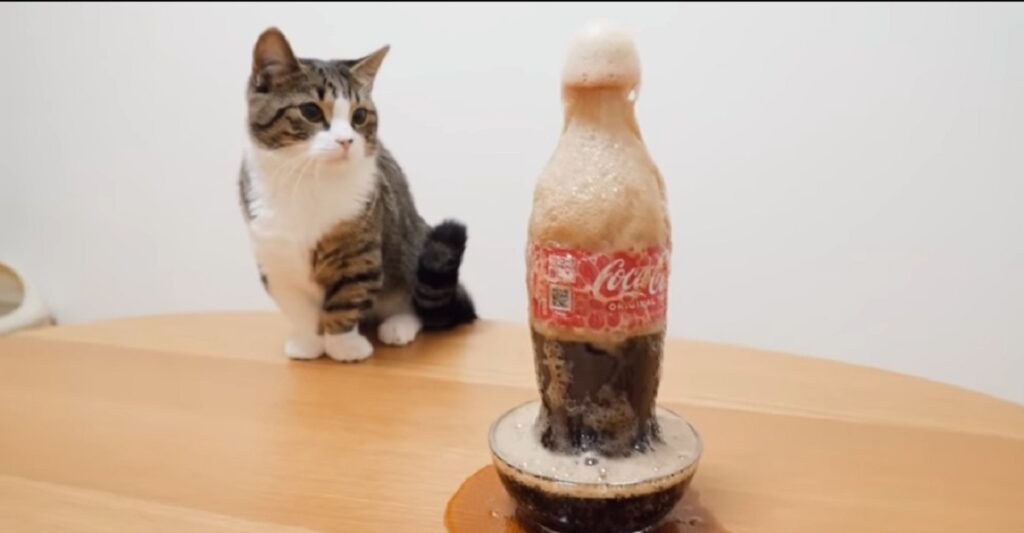 video del gattino coco