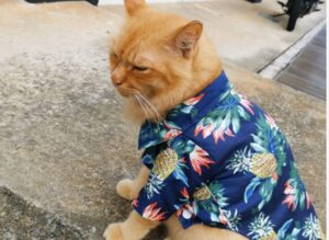 Un gattino con la camicia è stato avvistato in una strada di Bali