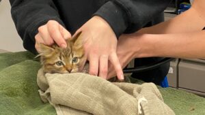 Un gattino con le zampe e la coda congelate viene salvato da un uomo