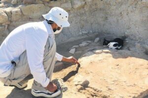 Un gattino diventa la mascotte di un sito archeologico dove stava perdendo la vita