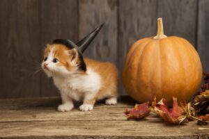 Il gattino persiano è l’attrazione di Halloween più dolce che ci sia (VIDEO)