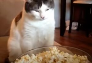 Un gattino goloso vuole mangiare i pop-corn e li odora intensamente (VIDEO)