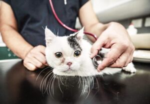 Il gattino Kaju è un peloso bellissimo affetto da nanismo