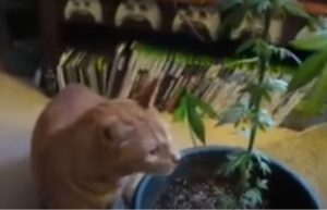 Un gattino mangia della Marijuana spinto dal suo proprietario