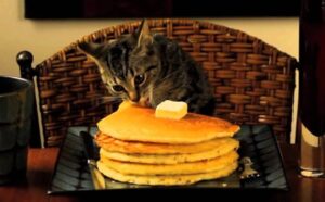 Un gattino mangia dei pancakes per la prima volta ed è felicissimo (VIDEO)
