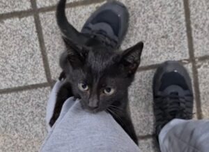 Un  gattino nero abbraccia un uomo sconosciuto