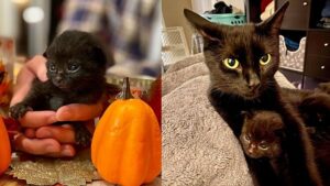 Il gattino orfano viene adottato da una mamma gatta e trova così la sua nuova famiglia