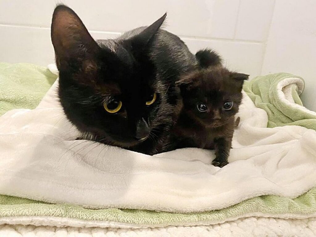 mamma e gattno nero