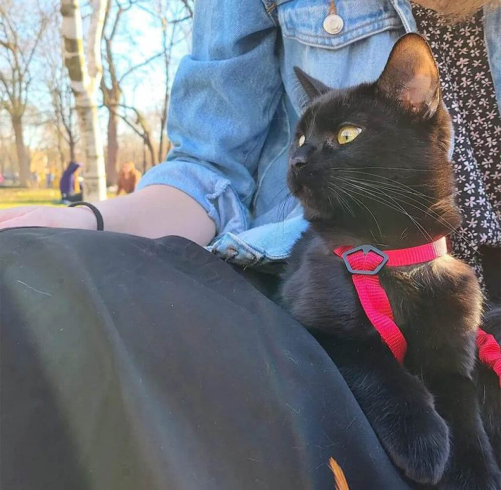 gatto nero con occhi storti