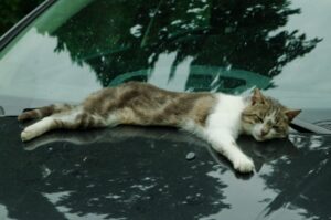 Un gattino testardo non vuole scendere dal cofano di una macchina