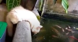Gatto parla con i pesci: la storia sta facendo il giro del web