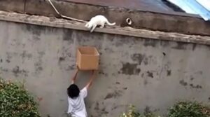 Gattino salvato da un ragazzo gentile