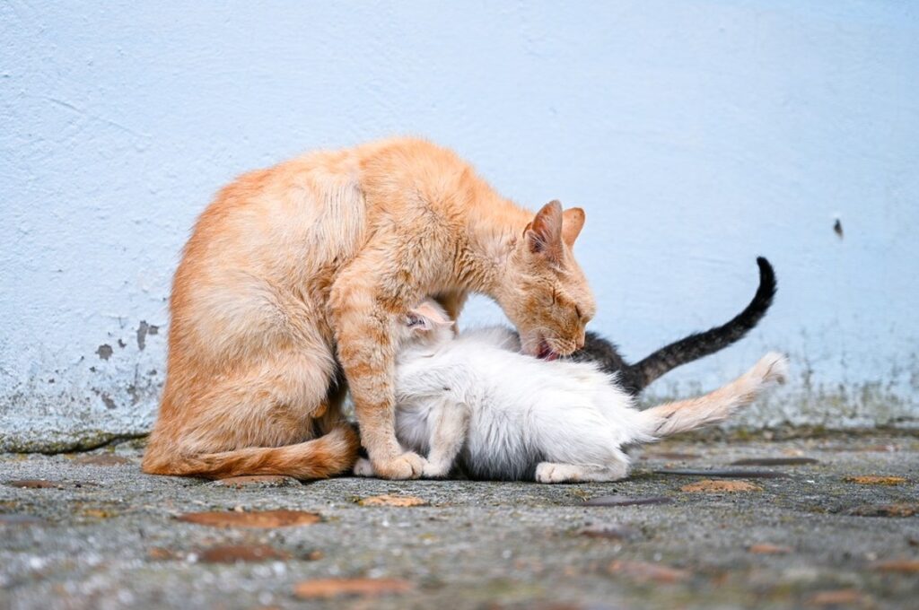 mamma e cuccioli