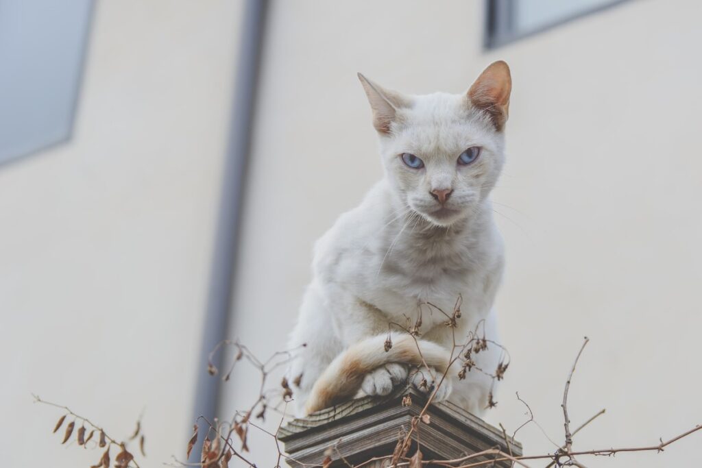 gattino che osserva