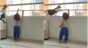 Gattino non permette ad un bimbo di arrampicarsi