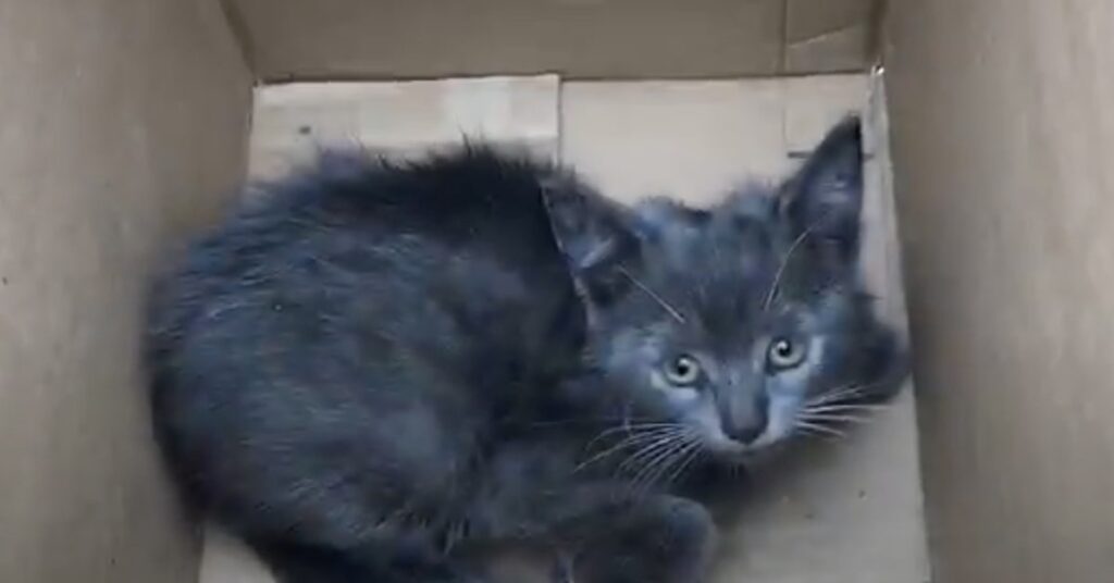 Gatto grigio salvato in Maryland