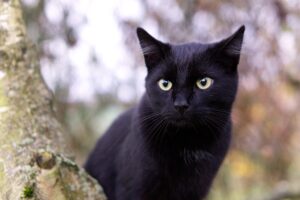 Il salvataggio di un gatto nero rimasto bloccato su un albero (VIDEO)