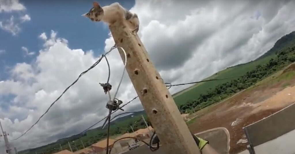 gattino in pericolo salvato dai pompieri