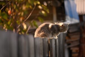 Un gattino grigio bloccato su un muretto viene salvato da alcuni passanti (VIDEO)