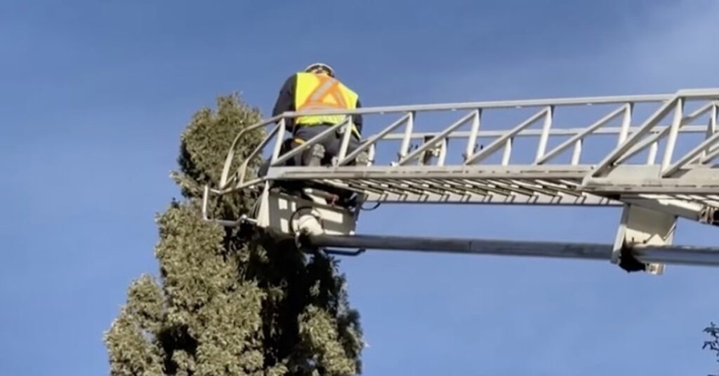 pompieri salvano un gatto bloccato su un albero