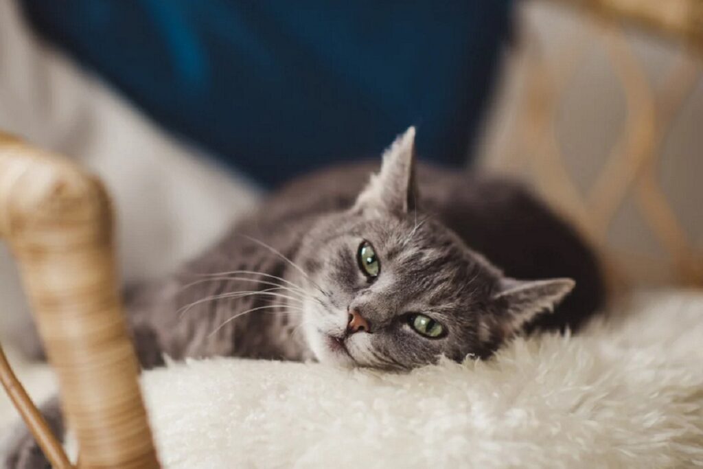 gatto grigio guarda in camera