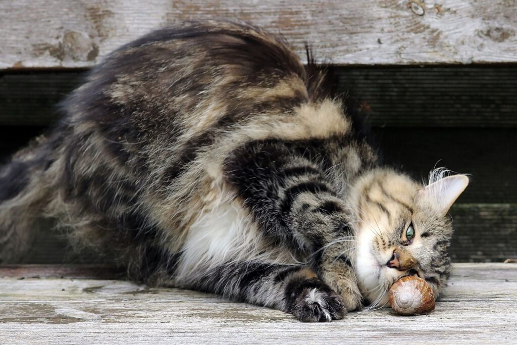 gatto obeso su un fianco