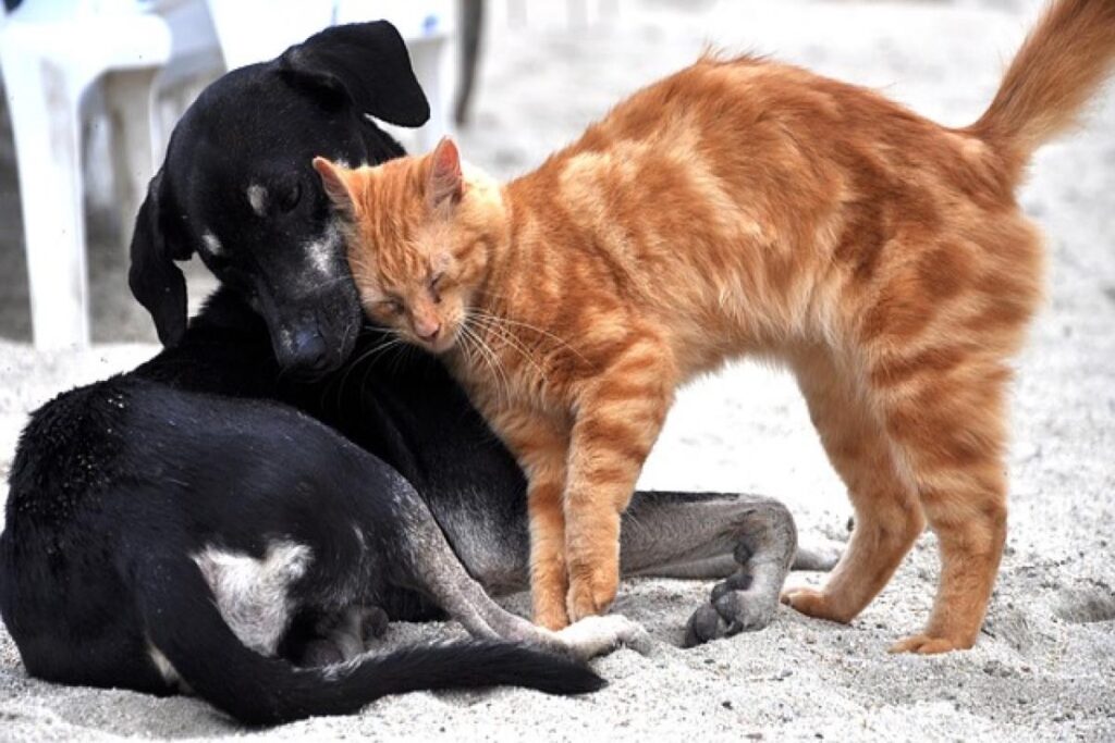 gatto fa amicizia con cane