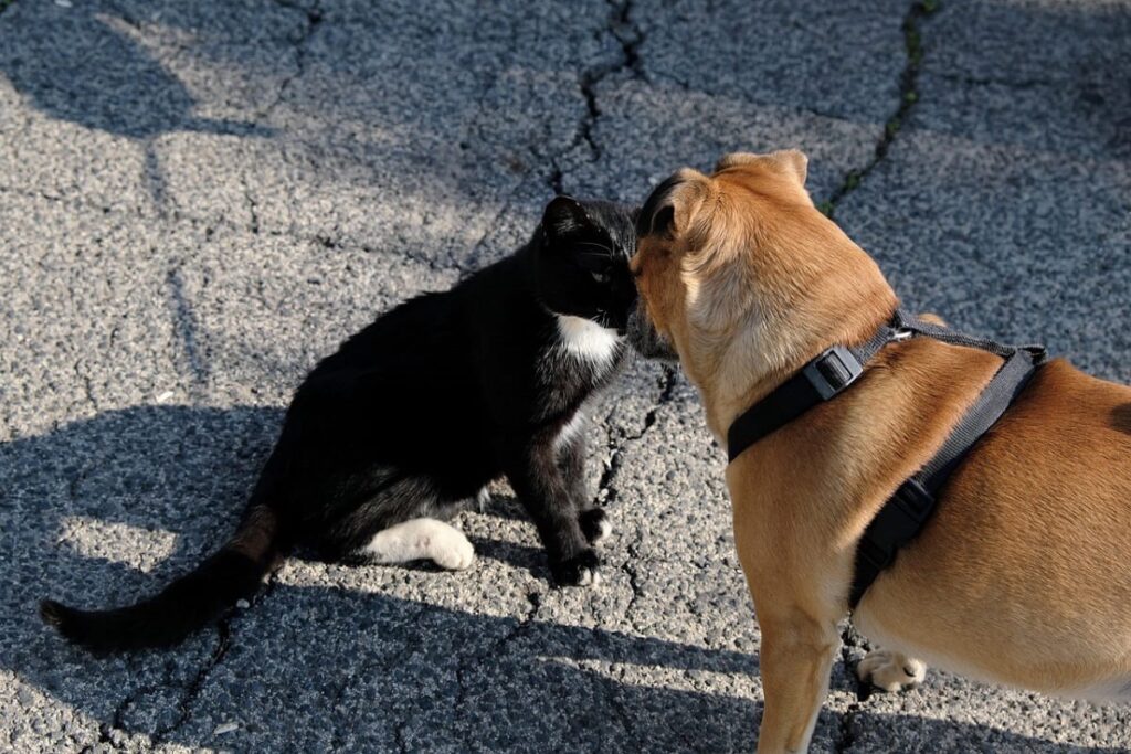 gatto e cane in tensione