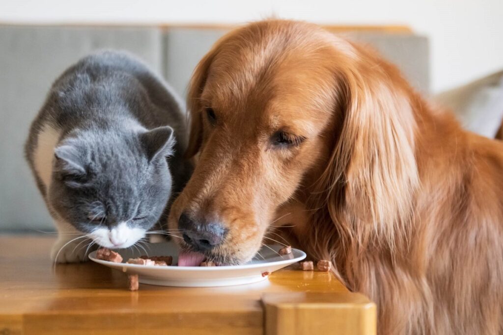 gatto e cane mangiano insieme