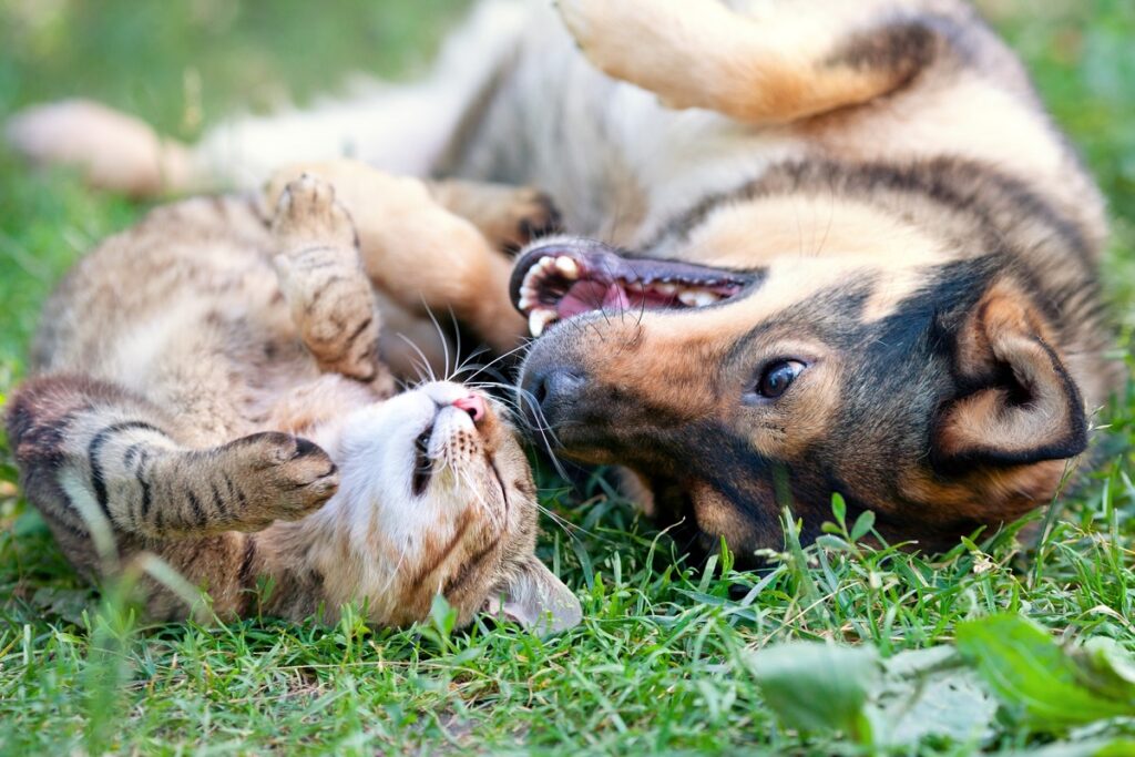 gatto e cane in giardino