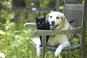 gatto e cane amici