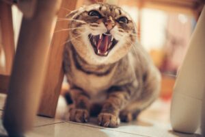 Perché il gatto è aggressivo con gli altri gatti? Cause e soluzioni